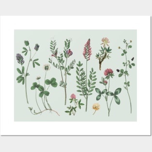 Clover Herbarium Colorful Floral Botanical illustration Posters and Art